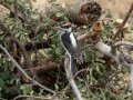Hairy Woodpecker, Lake Cuyamaca, San Diego, California, 11/8/2017