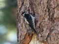 Hairy Woodpecker - Cuyamaca Rancho SP--Stonewall Mine, San Diego, California, 7/29/2017