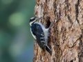 Hairy Woodpecker - Cuyamaca Rancho SP--Stonewall Mine, San Diego, California, 7/29/2017