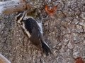 Hairy Woodpecker - Cuyamaca Rancho SP--Stonewall Mine, San Diego, California, 7/29/2017