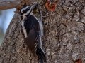 Hairy Woodpecker - Cuyamaca Rancho SP--Stonewall Mine, San Diego, California, 7/29/2017