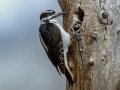 Hairy Woodpecker - Cuyamaca Rancho SP--Stonewall Mine, San Diego, California, 7/29/2017