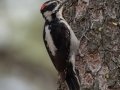 Hairy Woodpecker - Cuyamaca Rancho SP--Stonewall Mine, San Diego, California, 7/29/2017