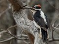 Hairy Woodpecker, Lake Cuyamaca, San Diego, California, 11/8/2017