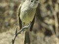 Hammond's Flycatcher