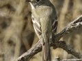 Hammond's Flycatcher