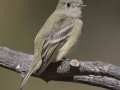 Hammond's Flycatcher