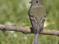 Hammond's Flycatcher