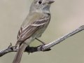 Hammond's Flycatcher