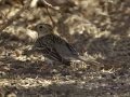 Harris's Sparrow - Sonny Bono Salton Sea NWR--Rock Hill Trail, Imperial, California,.2/13/2017