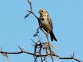Harris's Sparrow - Sonny Bono Salton Sea NWR--Rock Hill Trail, Imperial, California, 2/17/2017