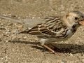 Harris's Sparrow - Sonny Bono Salton Sea NWR--Rock Hill Trail, Imperial, California, 2/28/2017