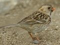 Harris's Sparrow - Sonny Bono Salton Sea NWR--Rock Hill Trail, Imperial, California, 2/28/2017