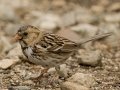 Harris's Sparrow - Sonny Bono Salton Sea NWR--Rock Hill Trail, Imperial, California, 2/28/2017
