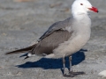 Heerman's Gull