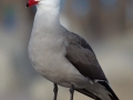 Heerman's Gull