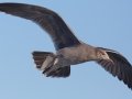 Heerman's Gull