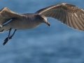Heerman's Gull