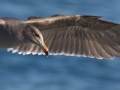 Heerman's Gull