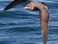 Heerman's Gull