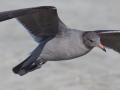 Heerman's Gull