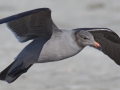 Heerman's Gull