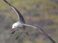 Heerman's Gull