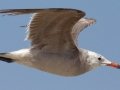 Heerman's Gull