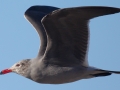 Heerman's Gull