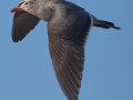 Heerman's Gull