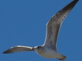 Heerman's Gull