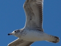 Heerman's Gull