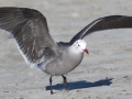 Heerman's Gull