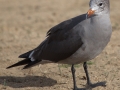 Heerman's Gull