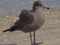 Heerman's Gull