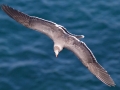 Heerman's Gull