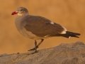 Heerman's Gull