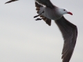 Heerman's Gull