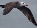 Heerman's Gull