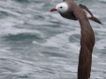 Heerman's Gull