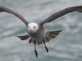 Heerman's Gull