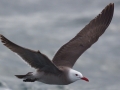 Heerman's Gull