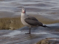 Heerman's Gull