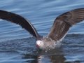 Heerman's Gull