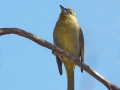 Hepatic Tanager