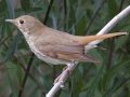 Hermit Thrush