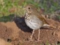 Hermit Thrush