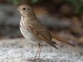 Hermit Thrush