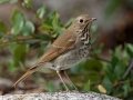Hermit Thrush