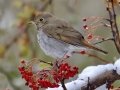 Hermit Thrush
